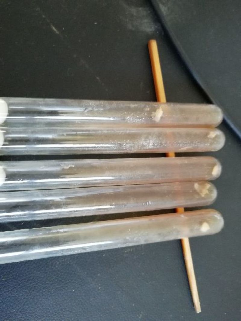 羊肚菌菌种母种