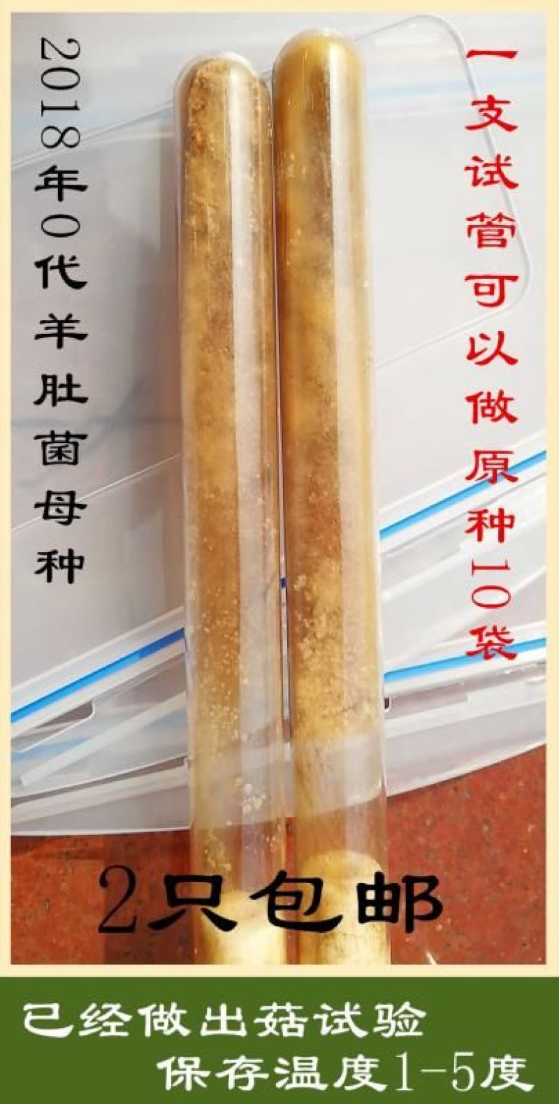 羊肚菌菌种母种