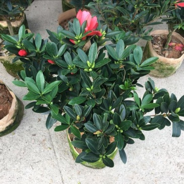 茶花树50~80cm
