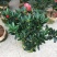 茶花树50~80cm