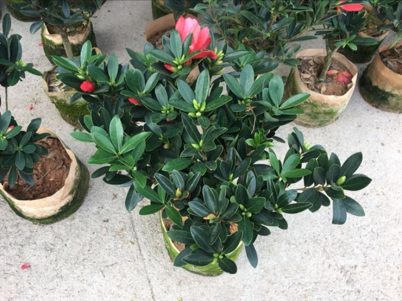 茶花树50~80cm