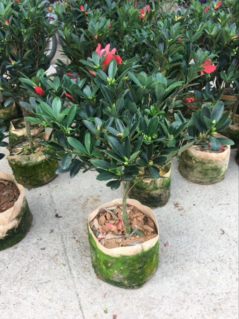 茶花树50~80cm