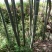 楠竹6cm以上6米以上