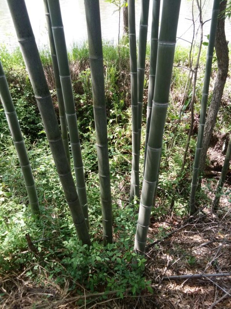 楠竹6cm以上6米以上