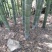 楠竹6cm以上6米以上