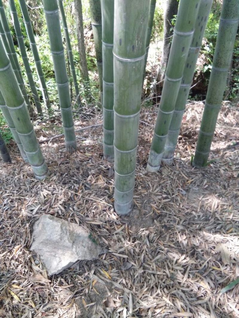 楠竹6cm以上6米以上