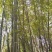 楠竹6cm以上6米以上