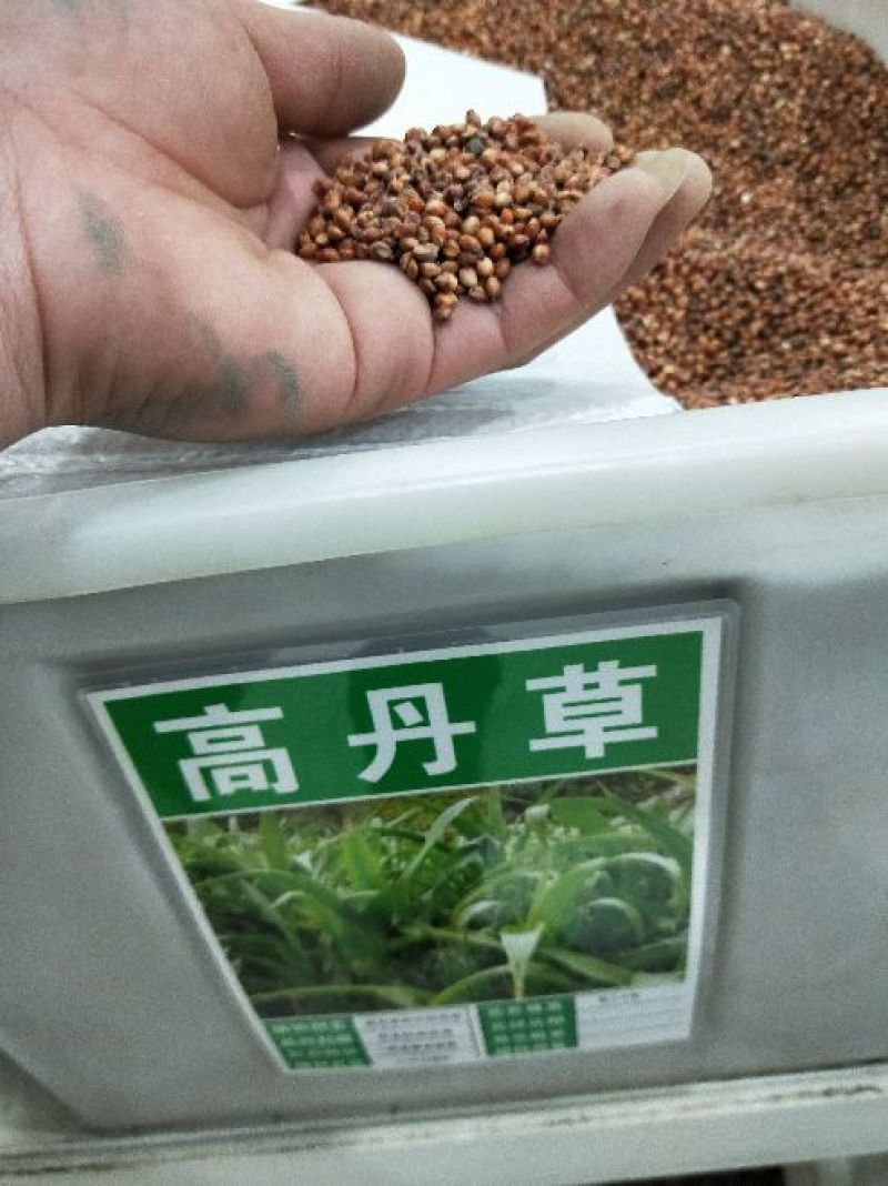 高丹草种子牧草种子家禽牲畜喜食6斤/亩