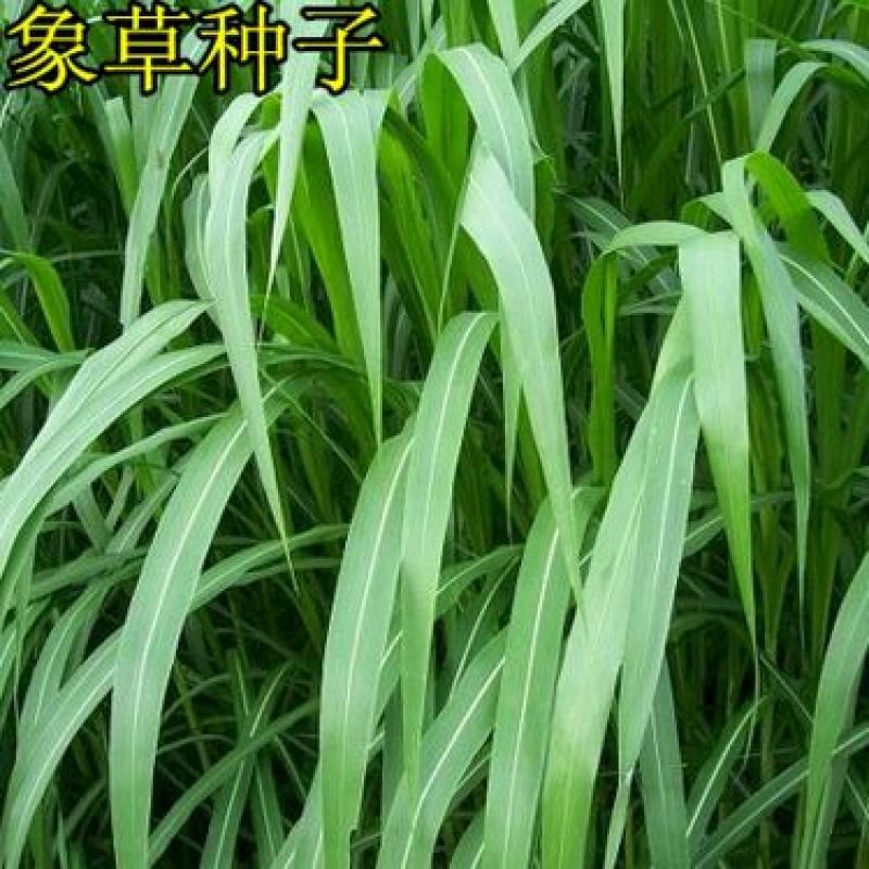 甜象草种子净籽多年生四季可播高产6斤/亩