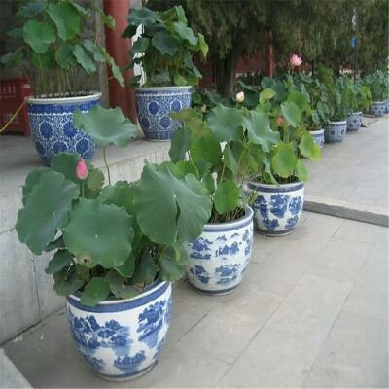 池塘大型观赏荷花苗种藕苗莲藕种苗盆栽荷花种根苗莲藕苗