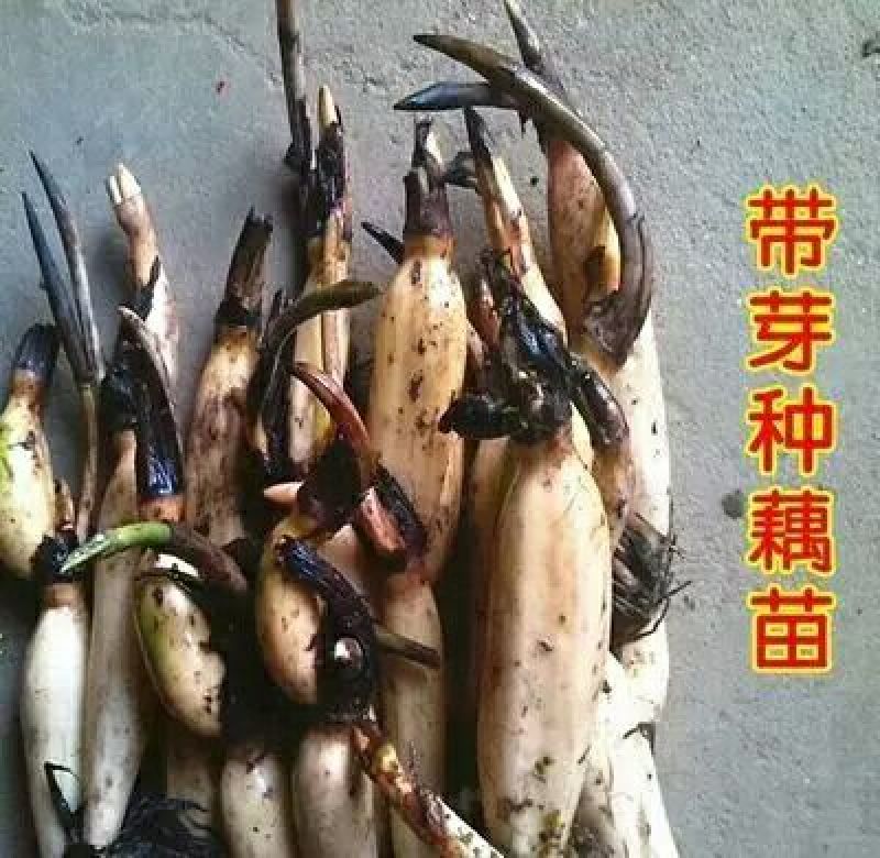 池塘大型观赏荷花苗种藕苗莲藕种苗盆栽荷花种根苗莲藕苗