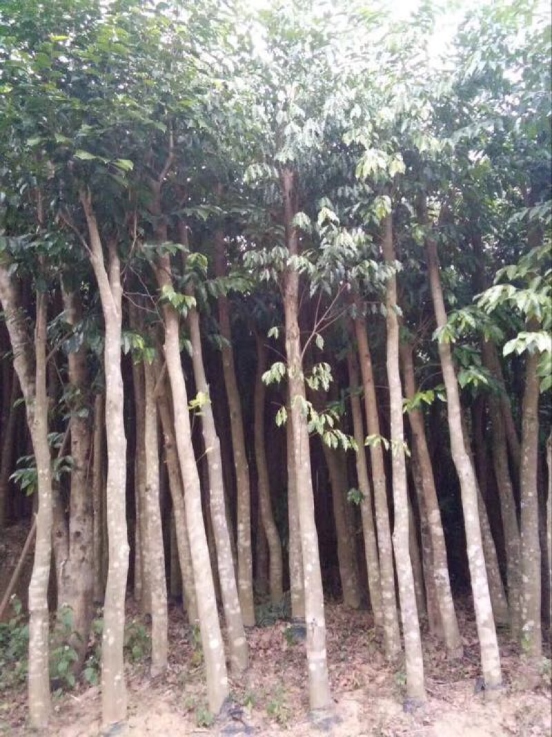 沉香木8-15公分