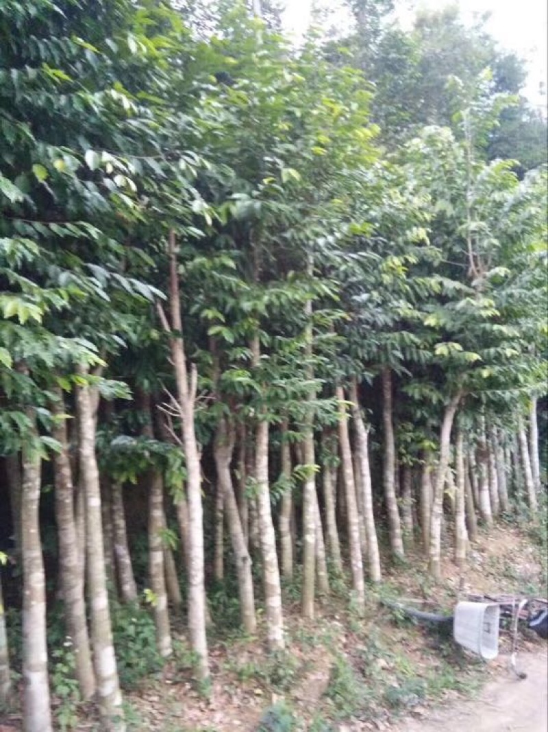 沉香木8-15公分