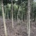 沉香木8-15公分