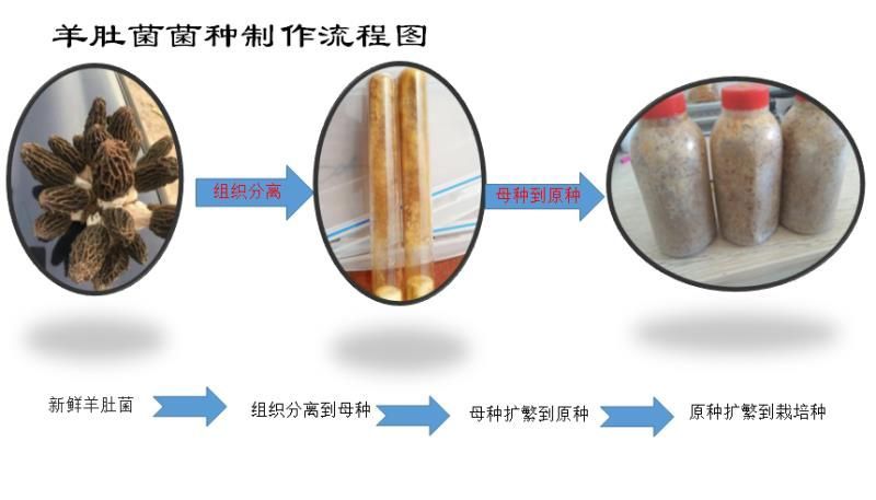 羊肚菌菌种羊肚菌原种二级菌种