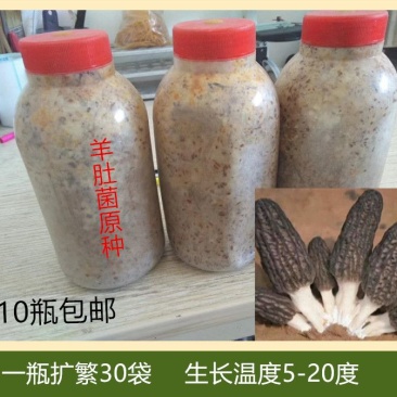 羊肚菌菌种羊肚菌原种二级菌种