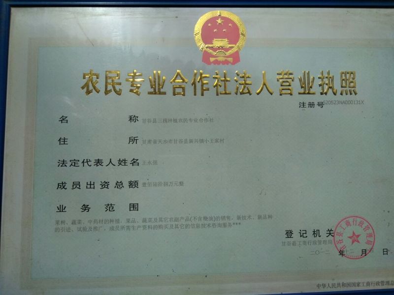 板蓝根种子，本地特色中药材，品质纯真，发芽率高。