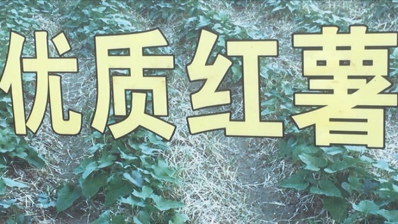 红薯淀粉散装