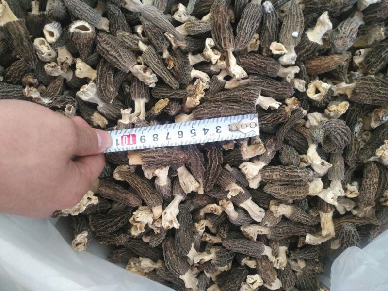 羊肚菌中上通货