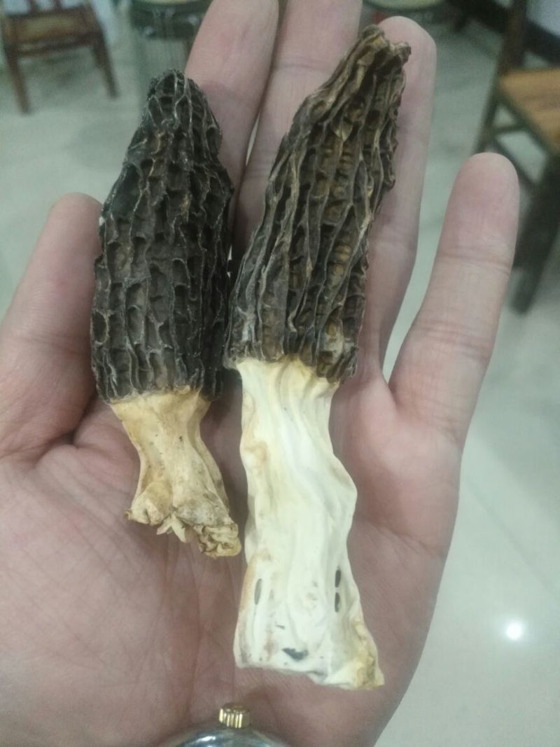 羊肚菌中上通货