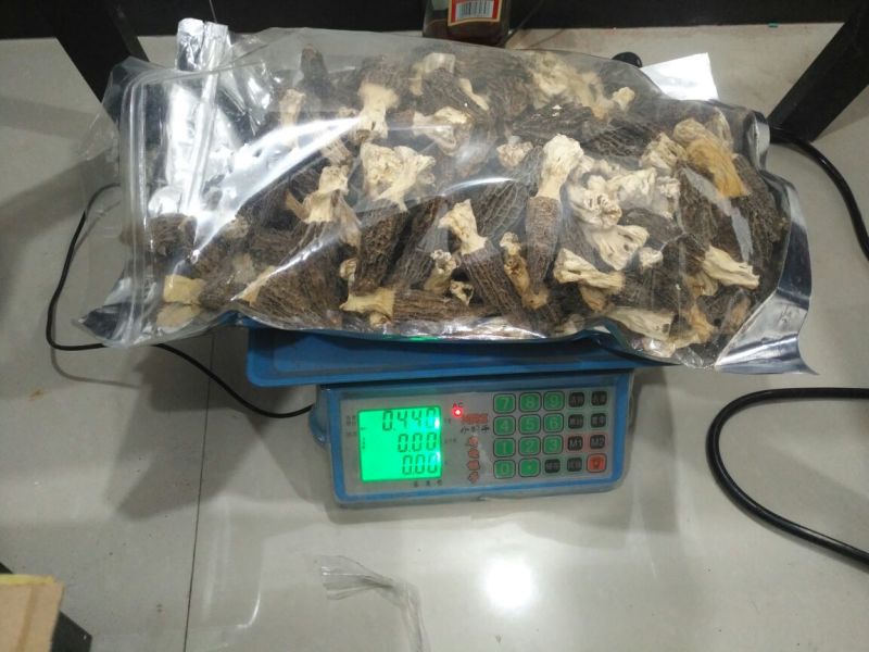 羊肚菌中上通货