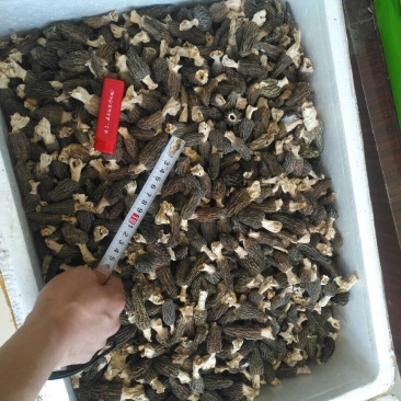 羊肚菌中上通货