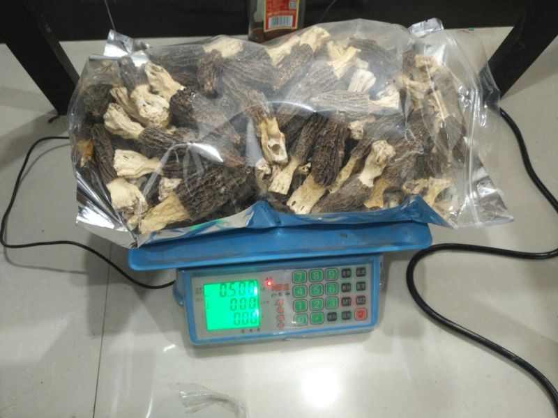 羊肚菌中上通货