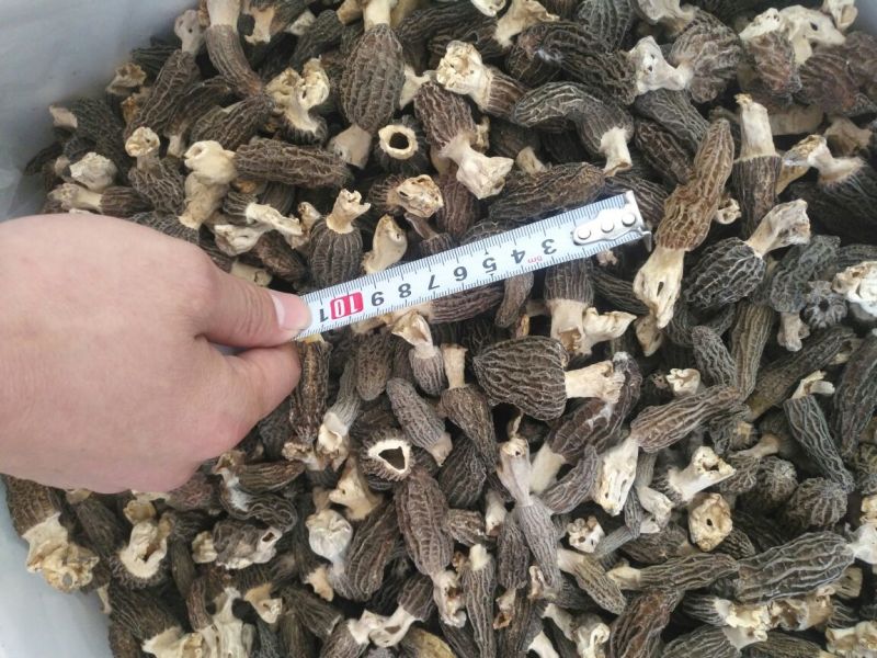 羊肚菌中上通货