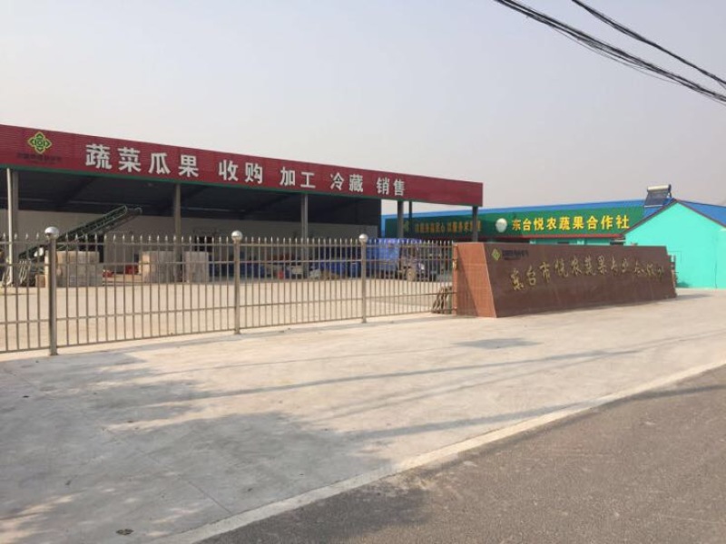 东台西瓜早春红玉3斤打底皮薄口感爽，糖份13以上