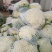 白面青梗松花菜2~3斤散花乳白产地直供