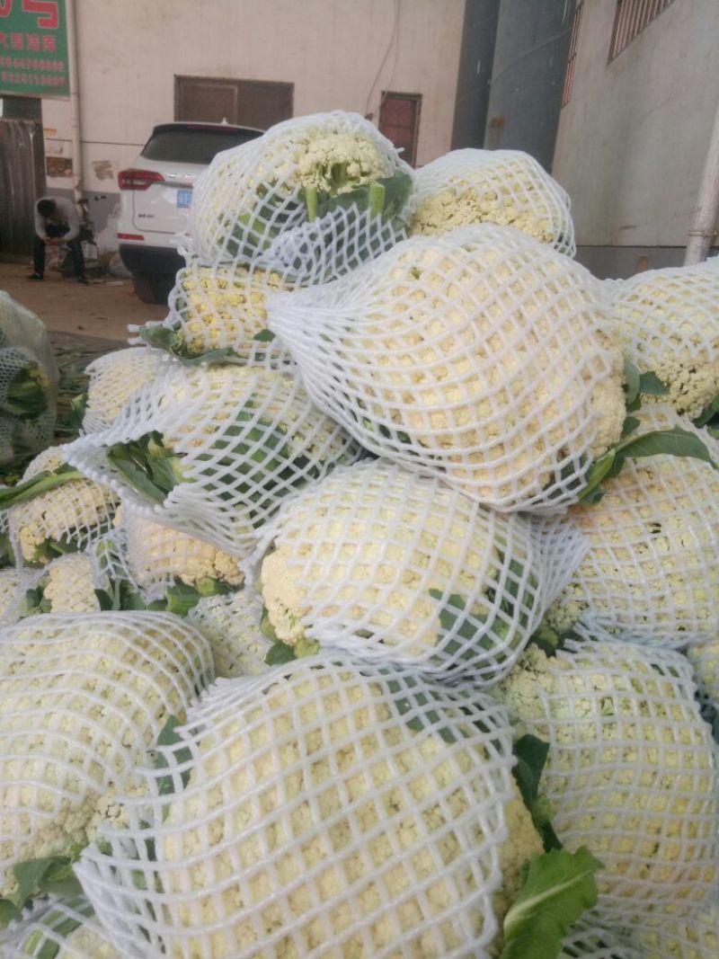 白面青梗松花菜2~3斤散花乳白产地直供