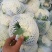 白面青梗松花菜2~3斤散花乳白产地直供