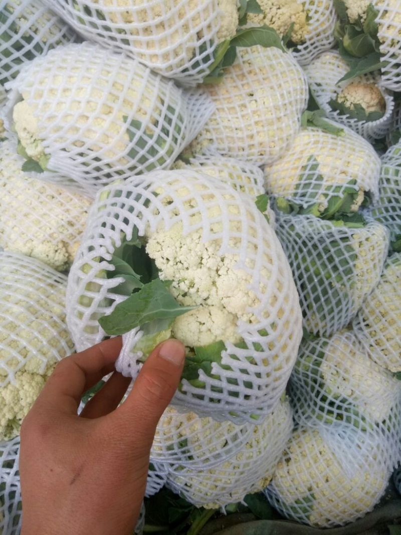 白面青梗松花菜2~3斤散花乳白产地直供