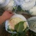 白面青梗松花菜2~3斤散花乳白产地直供