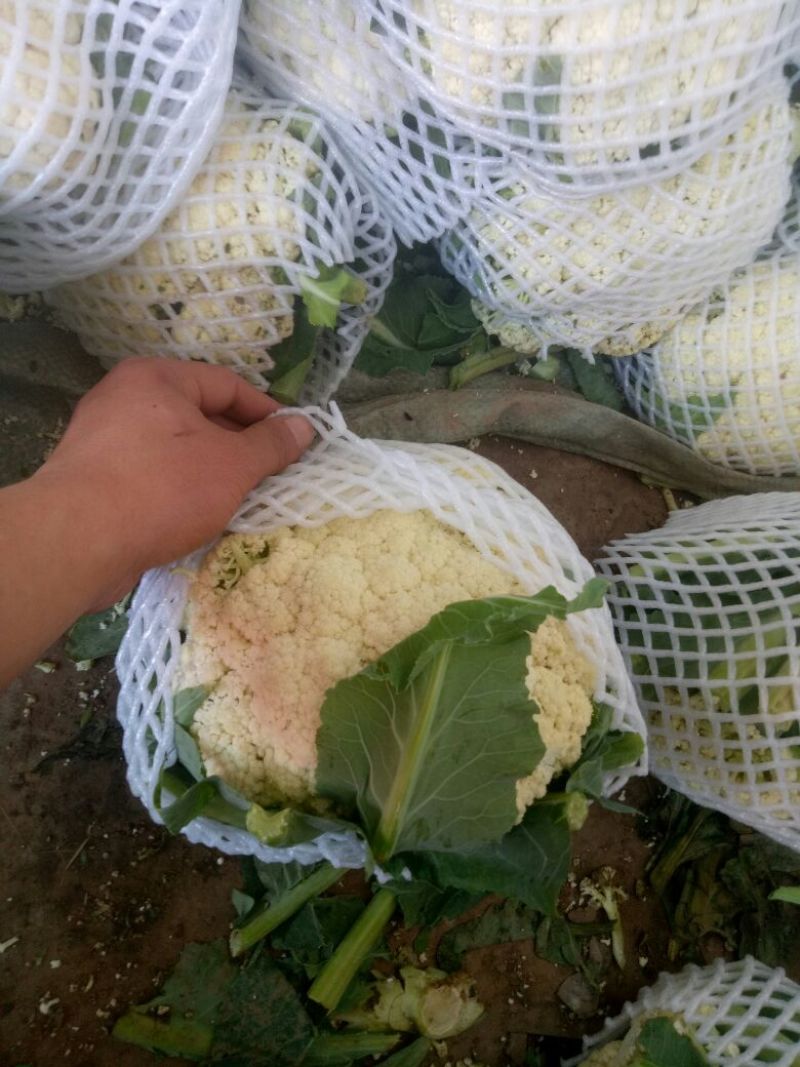 白面青梗松花菜2~3斤散花乳白产地直供