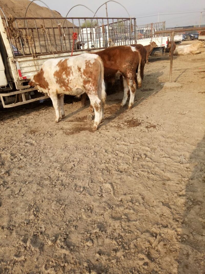 西门塔尔牛犊100~200kg