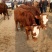 西门塔尔牛犊100~200kg