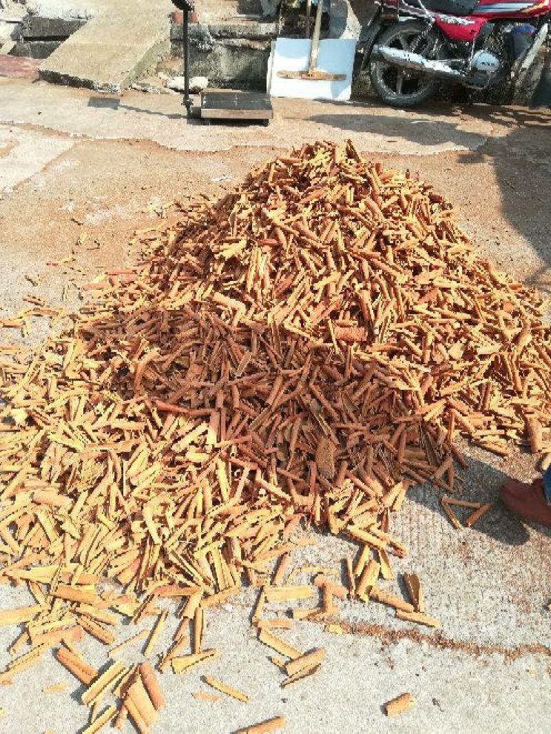 广西烟仔桂足干条形好产地直销质优价廉
