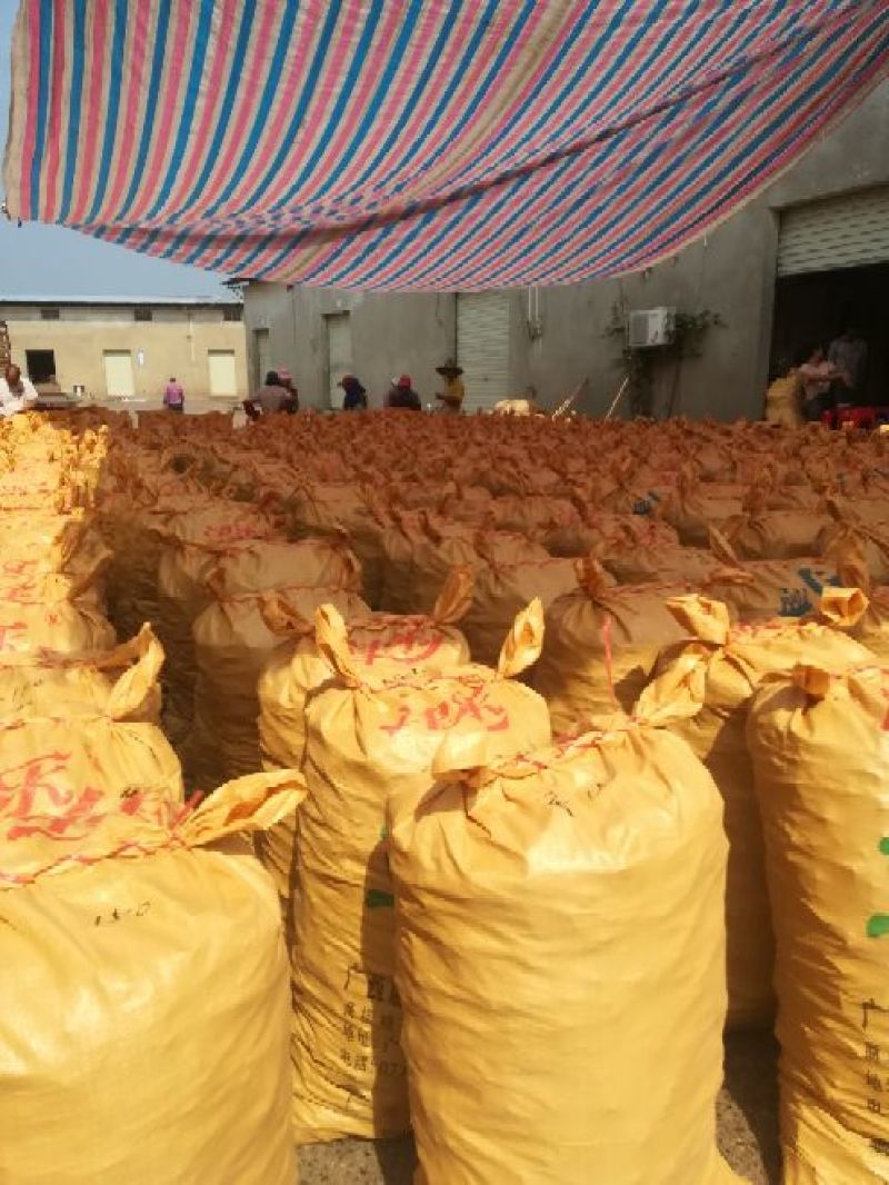 广西烟仔桂足干条形好产地直销质优价廉