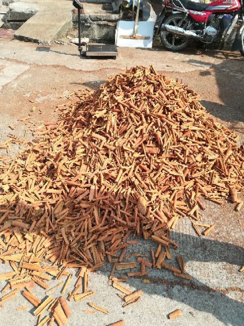 广西烟仔桂足干条形好产地直销质优价廉