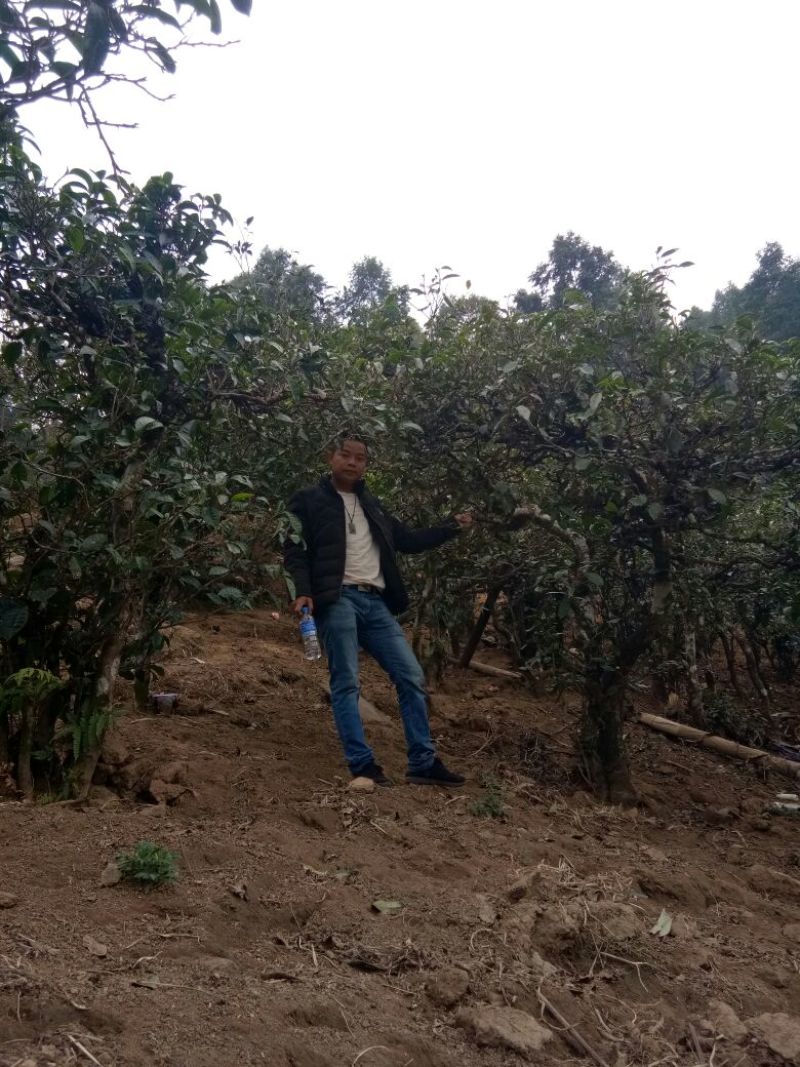 古树普洱茶特级