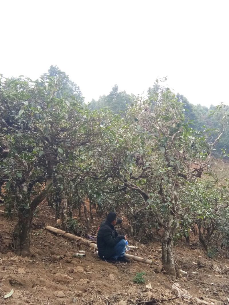 古树普洱茶特级