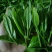 古树普洱茶特级