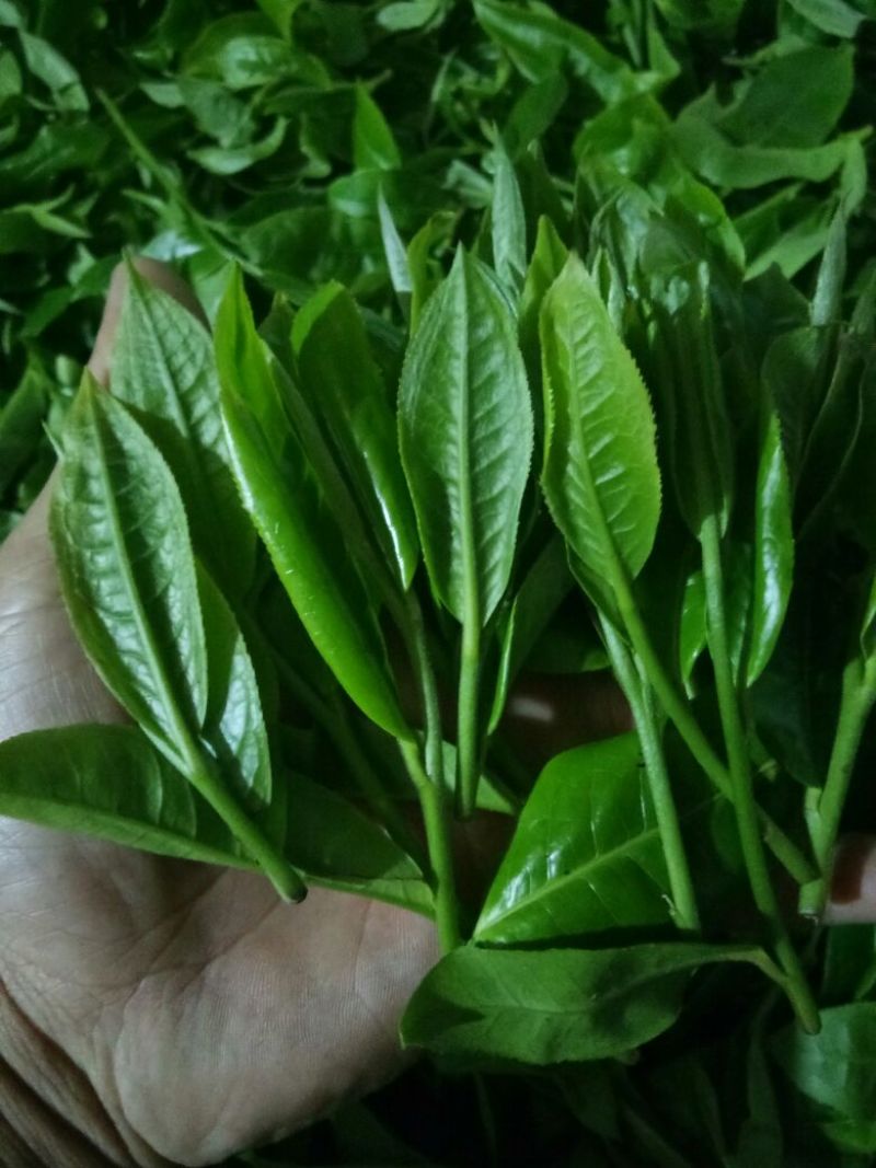 古树普洱茶特级