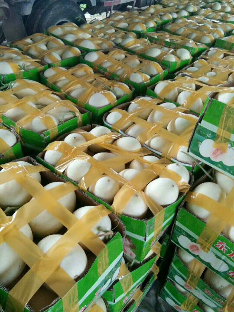 甜瓜香瓜红金密成熟度好品种多有要的联系代发全国