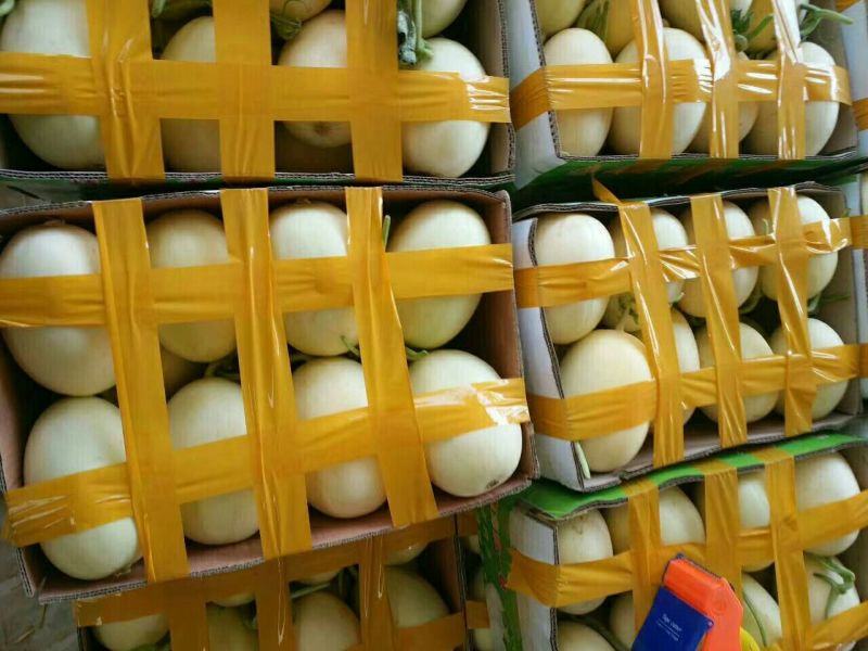 甜瓜香瓜红金密成熟度好品种多有要的联系代发全国