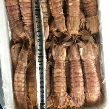 皮皮虾冻虾