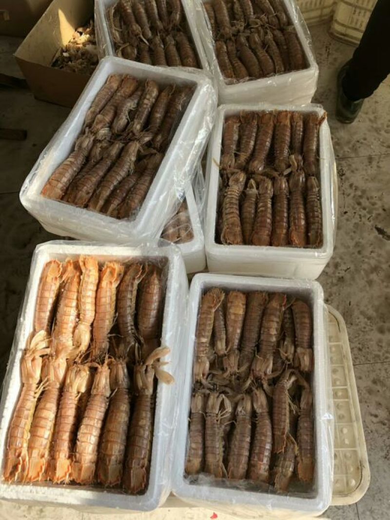 皮皮虾冻虾