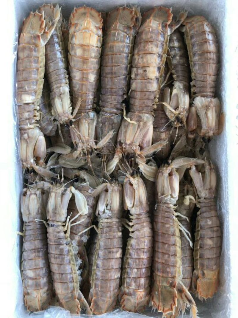 皮皮虾冻虾