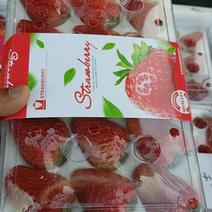 九九草莓50克以上